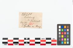 Etikett zu Bronzeringhaken (NHMW-PRAE-026280)
